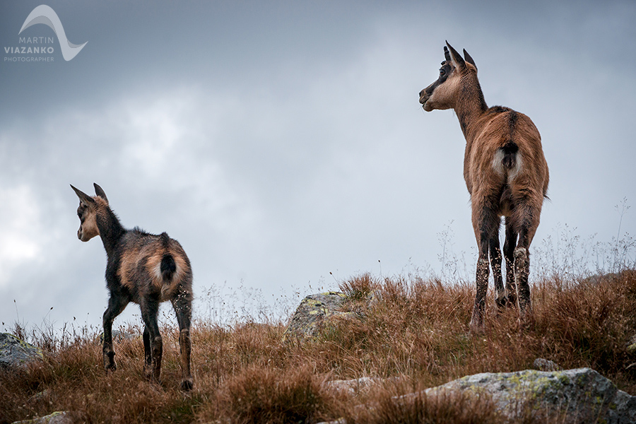 kamzik vrchovský tatranský, rupicapra rupicapra tatrica, chamois, gemse, wildlife, photo, divoká príroda, kamzík alpský, vysoké tatry, foto, high tatras
